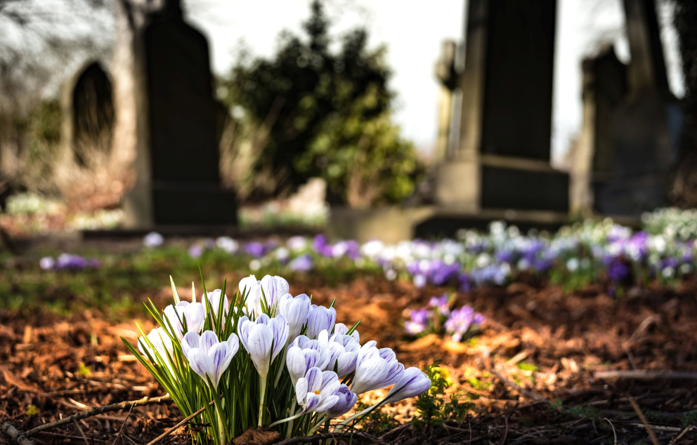 פרחים בבית קברות   מקור: פיקסניו